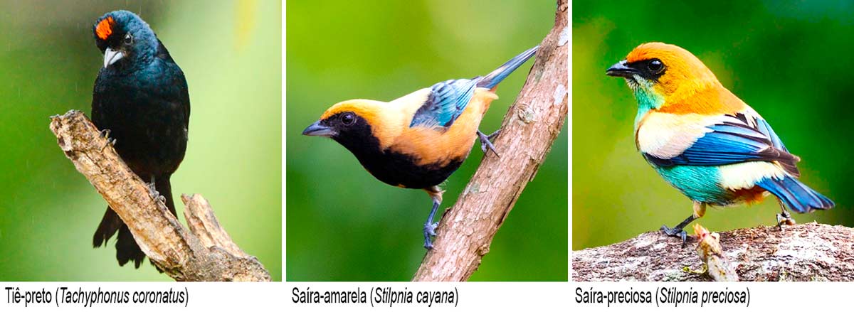 Tiê-preto (Tachyphonus coronatus); Saíra-amarela (Stilpnia cayana); Saíra-preciosa (Stilpnia preciosa)