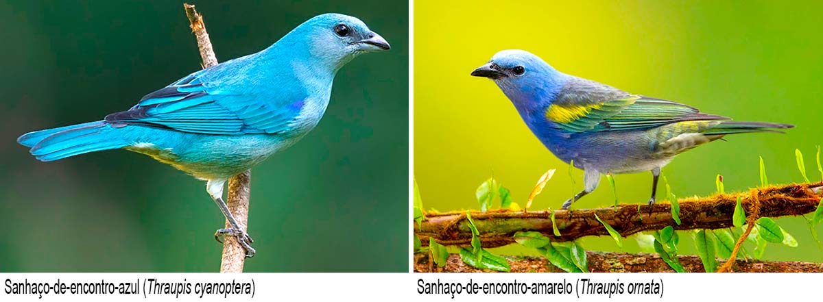 Sanhaço-de-encontro-azul (Thraupis cyanoptera); Sanhaço-de-encontro-amarelo (Thraupis ornata)