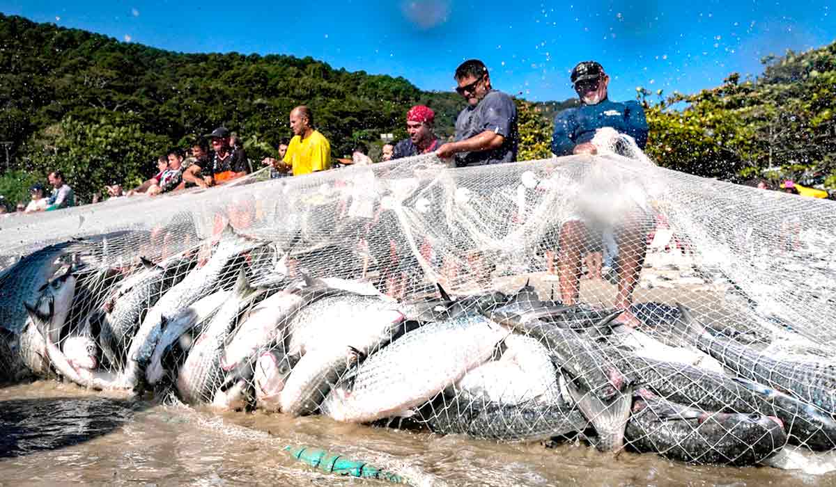 Pesca da tainha em SC