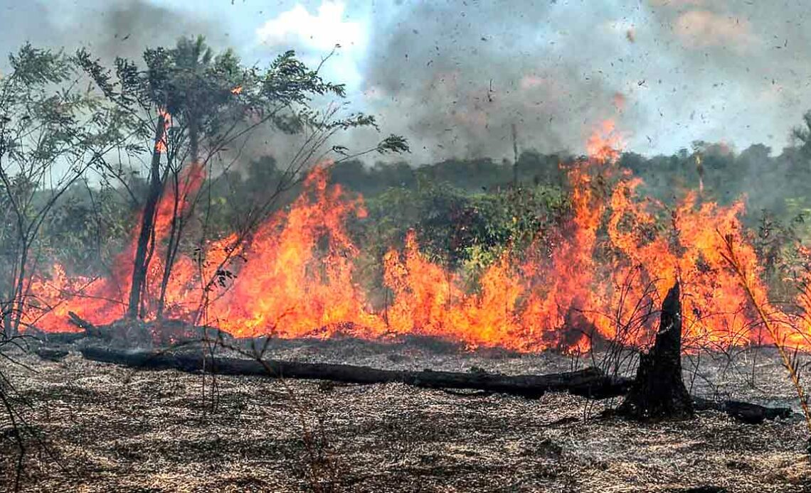 Incêncdios voltam a crecer no Brasil com 248% de alta em relação a janeiro de 2023