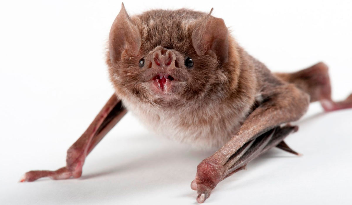 O vampiro comum (Desmodus rotundus) - Foto: Joel Sartore 2024