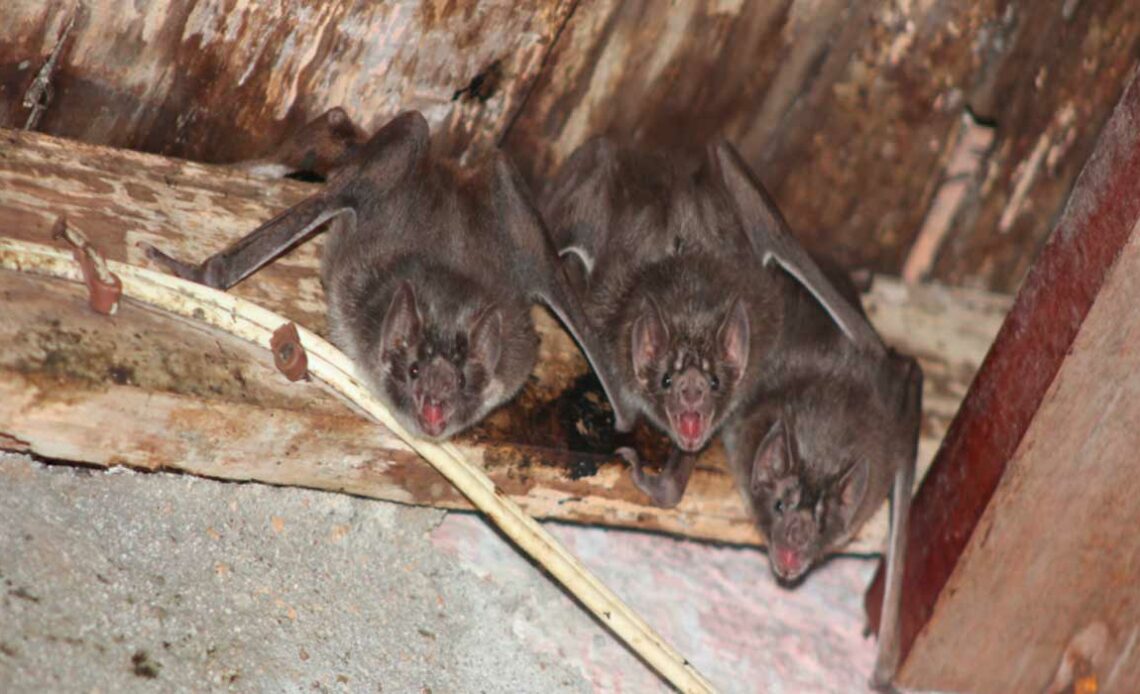 Morcegos abrigados em casa abandonada