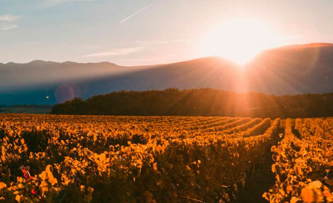 Vinicultura da Sacramentos com Serra da Canastra ao fundo