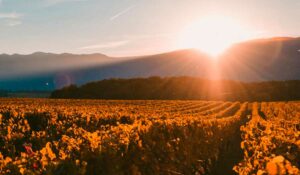 Vinicultura da Sacramentos com Serra da Canastra ao fundo