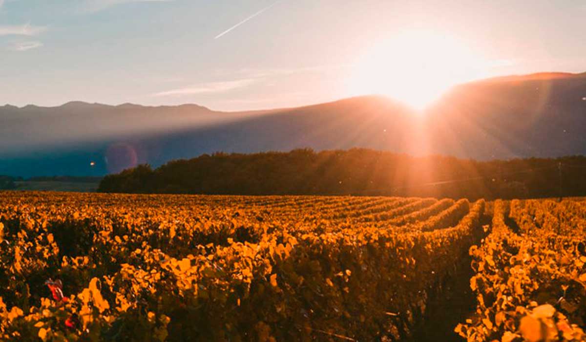 Vinicultura da Sacramentos com Serra da Canastra ao fundo