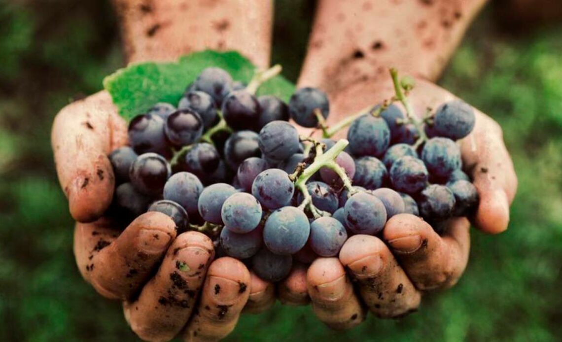 Safrista de vinícola com cachos de uvas nas mãos