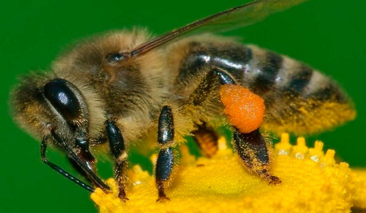 Abelha coletando pólen. Corbícula carregada e pernas e ventre impregnados de pólen