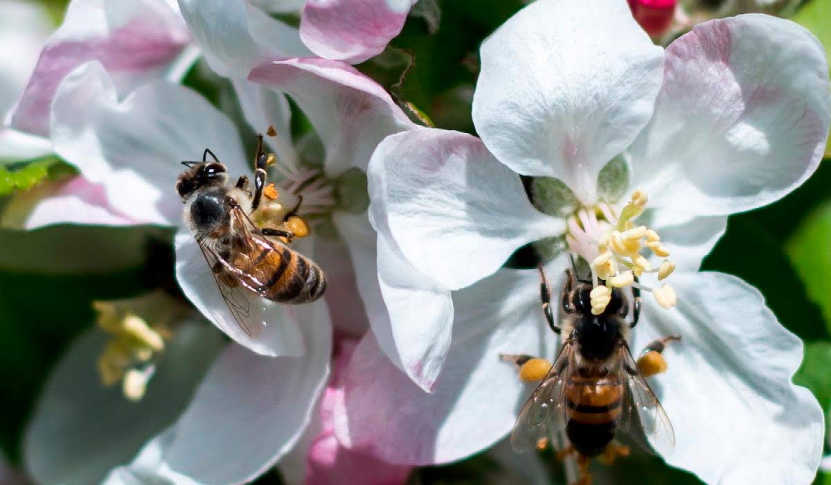 Abelhas (Apis mellifera) polinizando as flores de macieira - Foto: Epagri