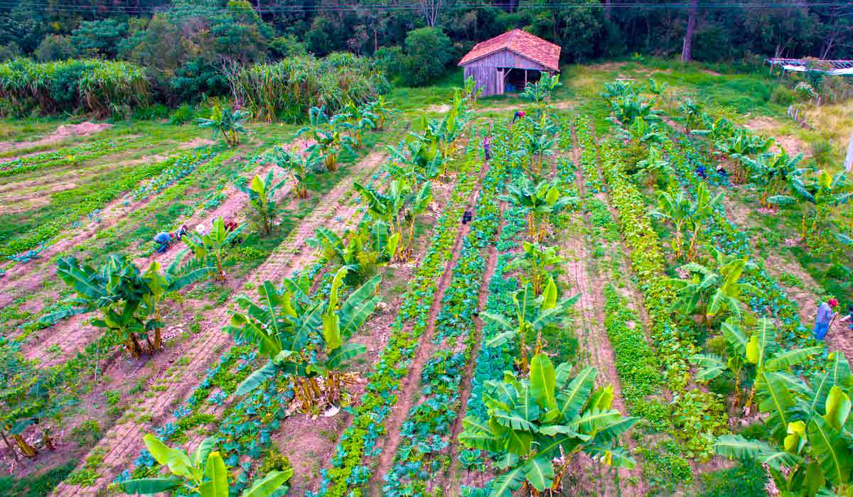 Propriedade familiar agroecológica