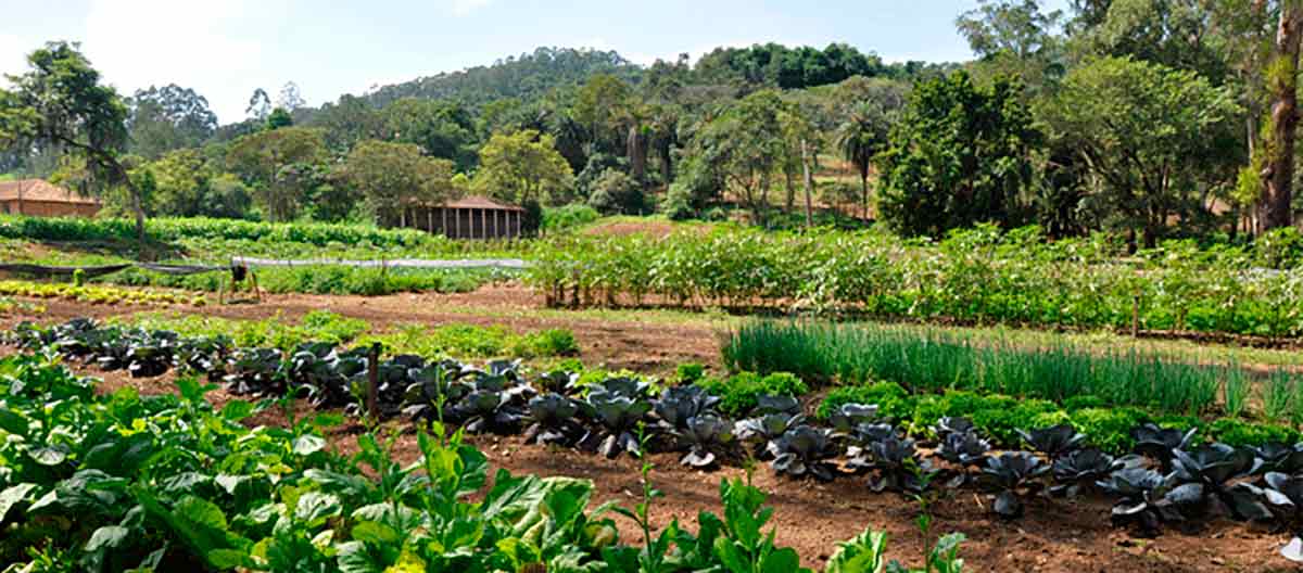 Propriedade agroecológica