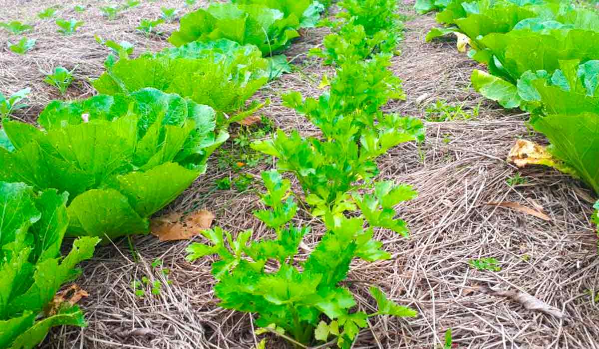 Coberturas de solo proporcionam matéria orgânica e são uma das respostas para beneficiar o solo e o sistema agrícola