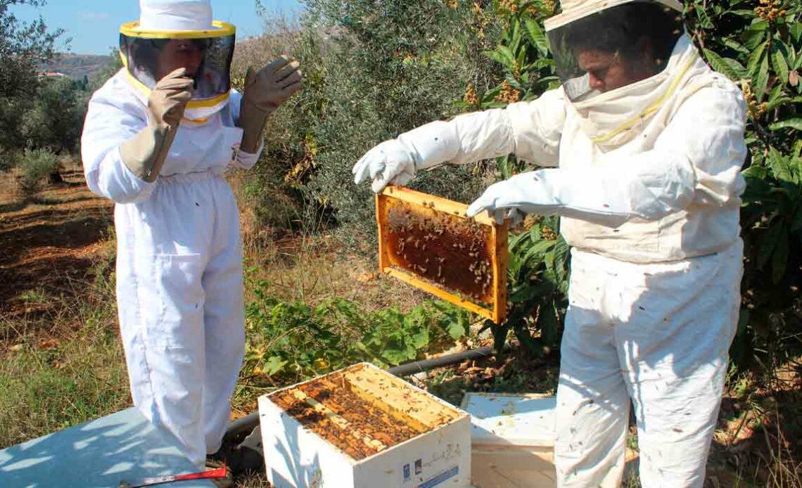 Apicultores trabalhando em colmeias em pomar