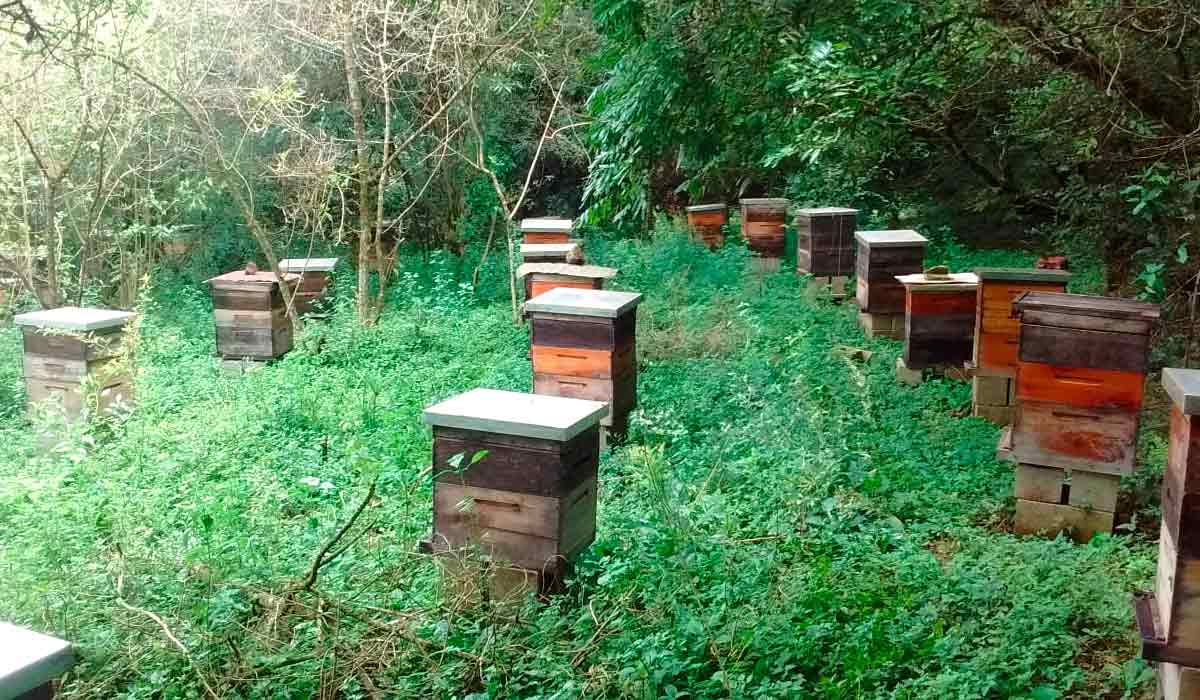 Colmeias em área de flora variada junto a pomar