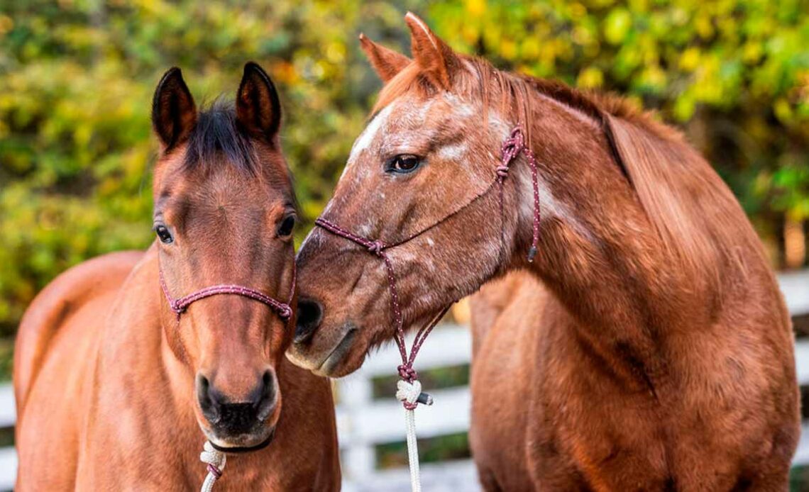 Cavalos de diferentes idades