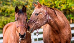 Cavalos de diferentes idades