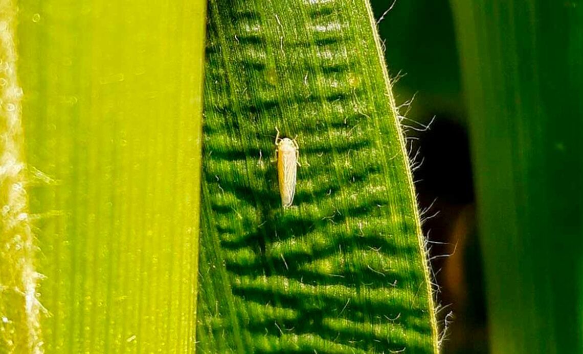 Cigarrinha do milho (Dalbulus maidis)