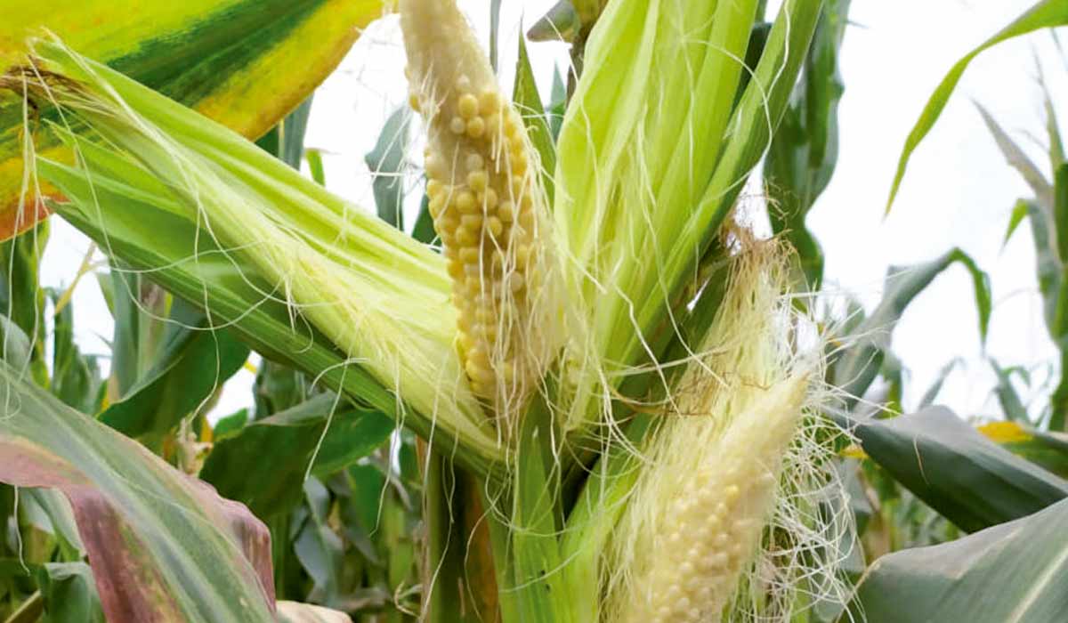 Enfezamento severo nas plantas de milho resultando em perdas significativas de produtividade - Foto: O Presente