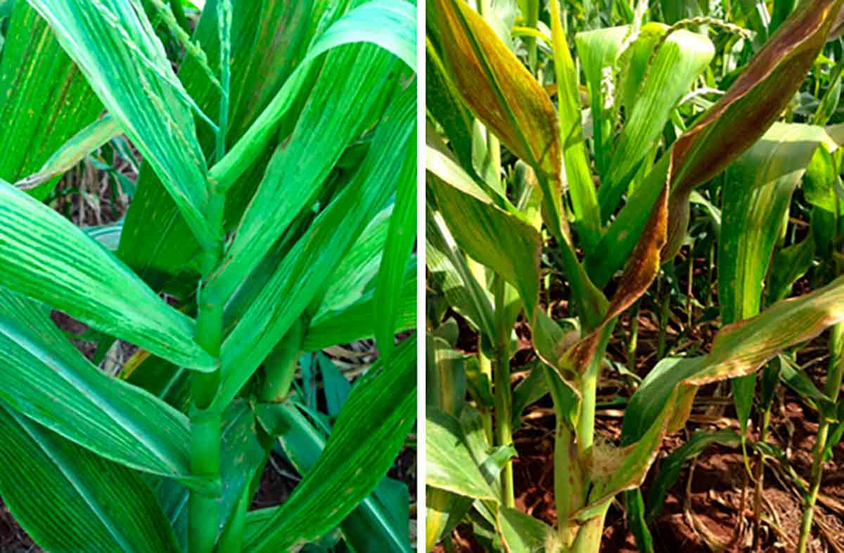 Plantas apresentando sintomas de enfezamento pálido e vermelho