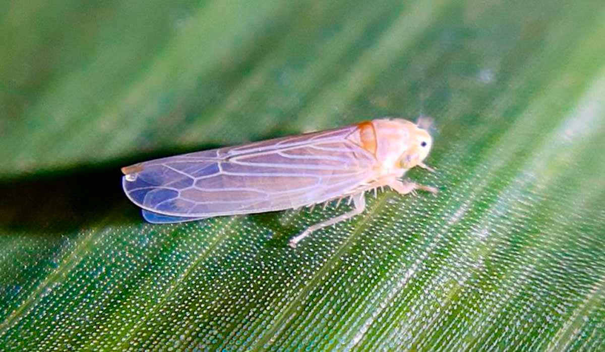 Adulto da cigarrinha do milho (Dalbulus maidis)