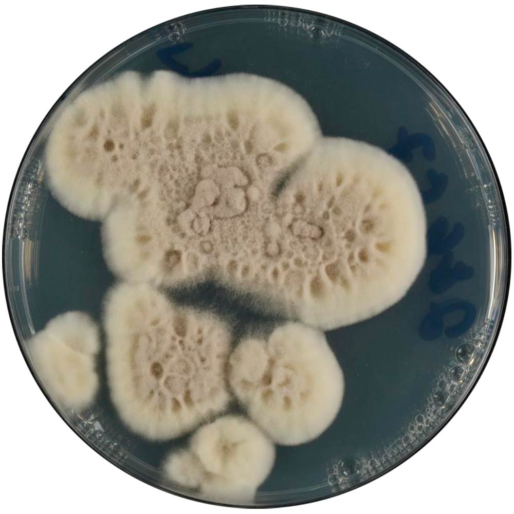 O fungo Cordyceps javanica em placa de petri