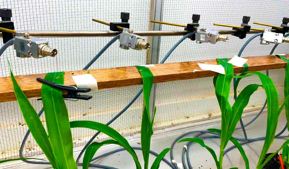 Pesquisa de bancada: canais e eletrodos do sistema de EPG, aos quais os insetos estão conectados, dispostos sobre planta de milho - Foto: Nathalie Maluta