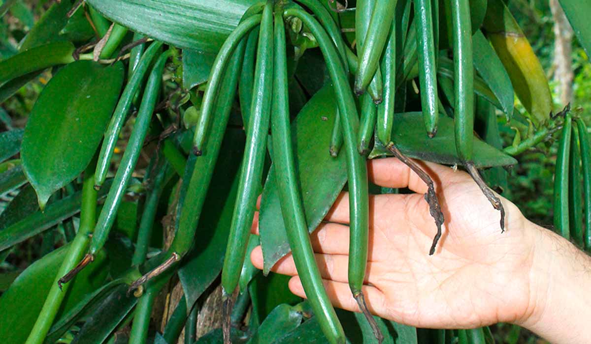 Favas de espécie de baunilha coletada pelos técnicos da Embrapa - Foto: Fernando Rocha