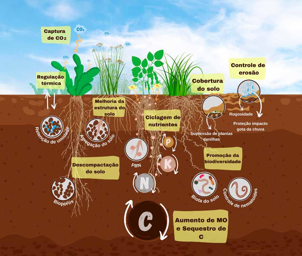 Benefícios ao funcionamento do solo fornecidos pela utilização de plantas de cobertura - Ilustração: Bruna Emanuele Schiebelbein