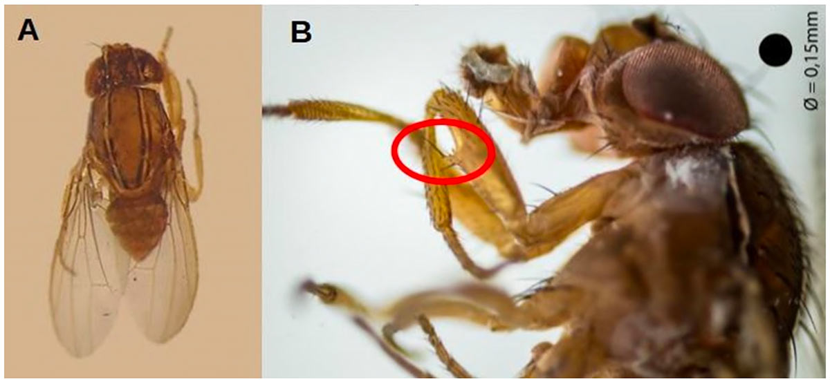 Adulto de Zaprionus tuberculatus: (A) vista dorsal das faixas brancas longitudinais ao longo da cabeça e do tórax e (B) detalhe do tubérculo proeminente na superfície externa do fêmur das pernas anteriores, característico da espécie. Tamanho real do inseto = 3mm - Fotos: (A) Juracy Caldeira Lins Junior e (B) André Amarildo Sezerino