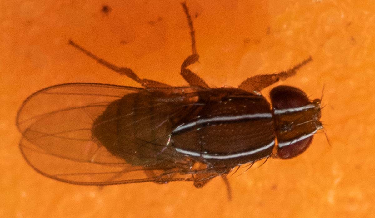 Zaprionus tuberculatus, vulgarmente conhecida como "vinegar fly" (mosca do vinagre) ou "pomace fly" (mosca do bagaço ou da polpa)