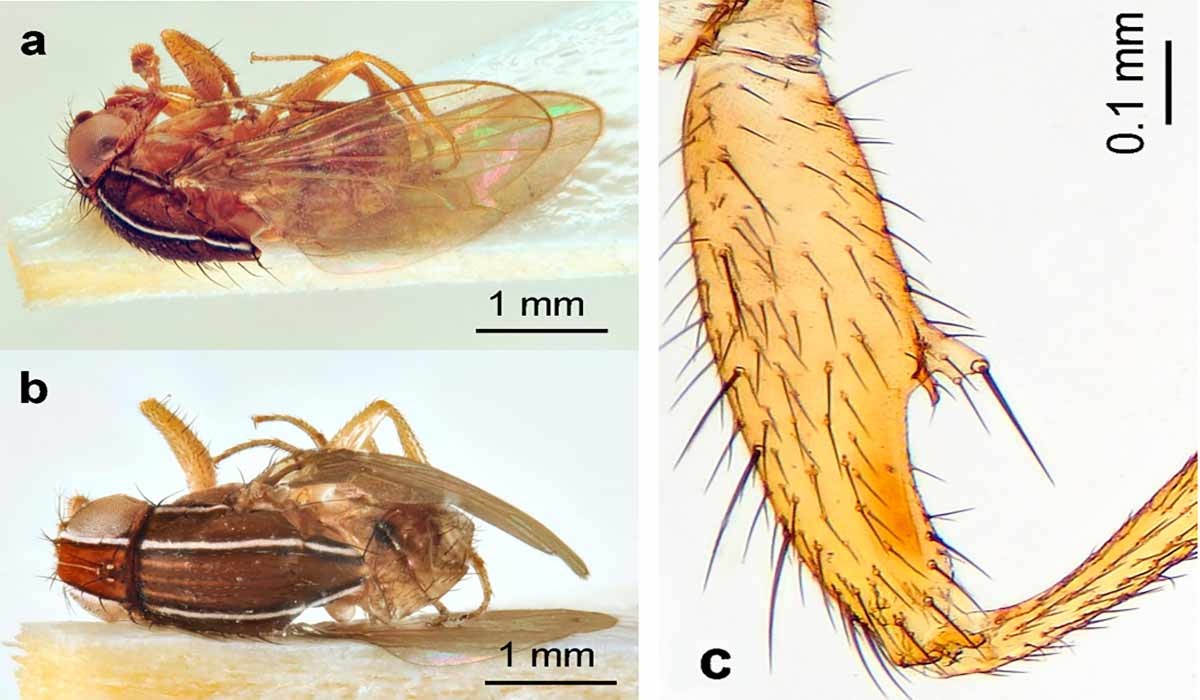 Z. tuberculatus: a) vista lateral e (b) dorsal de um macho, observe a estreita faixa frontal central; (c) detalhe do tubérculo no fêmur anterior em uma fêmea