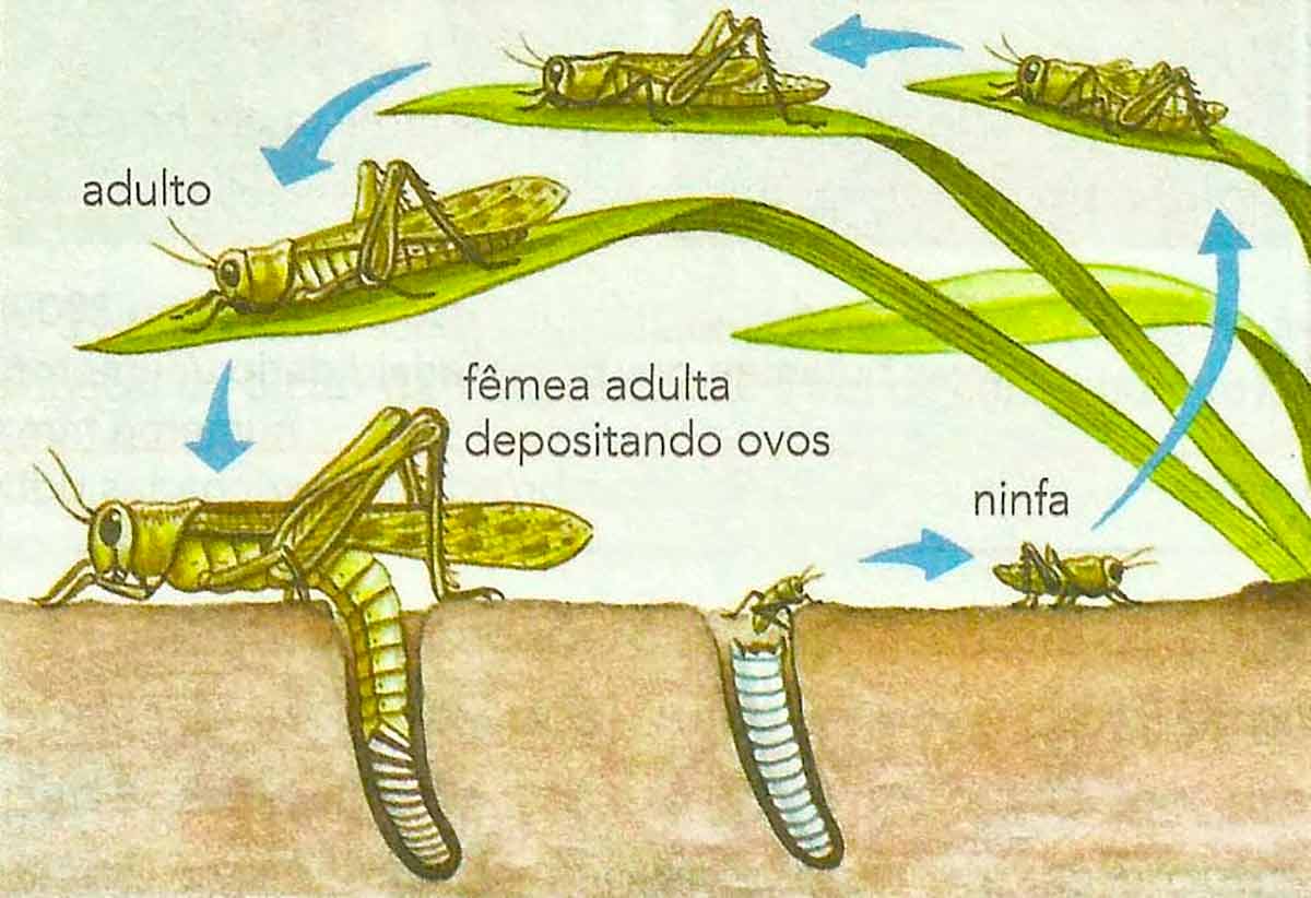 Ciclo de vida do gafanhoto