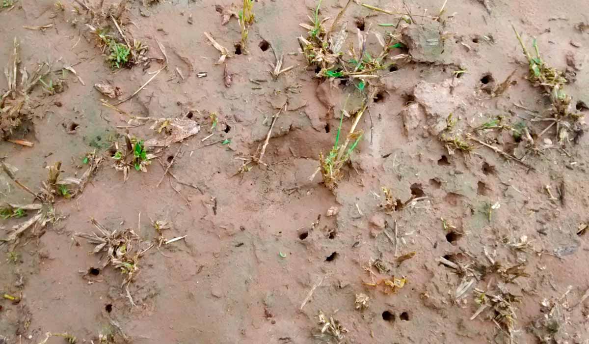 Sinais no solo das oviposições dos gafanhotos