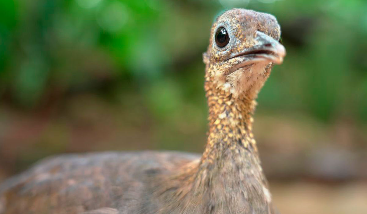 Macuco (Tinamus solitarius)