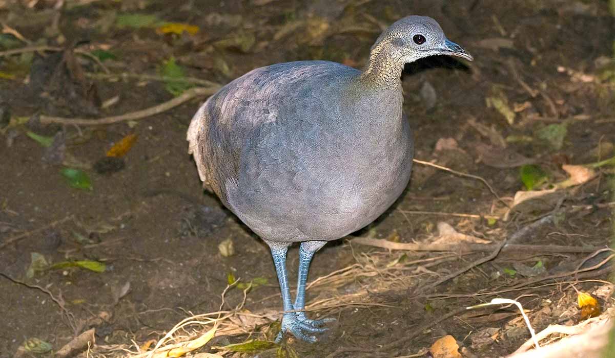 Macuco (Tinamus solitarius)