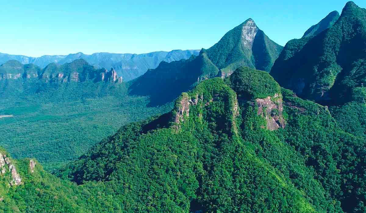 Mata Atlântica, habitat do macuco