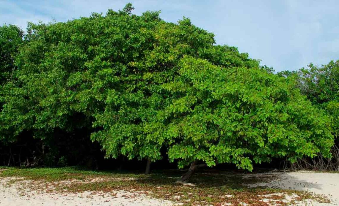 MANGUE BRANCO Laguncularia racemosa 2