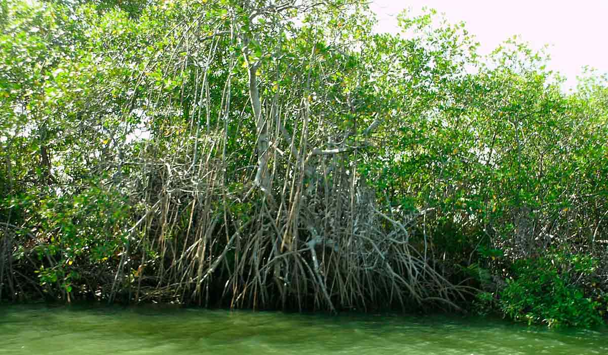 Mangue branco (Laguncularia racemosa)