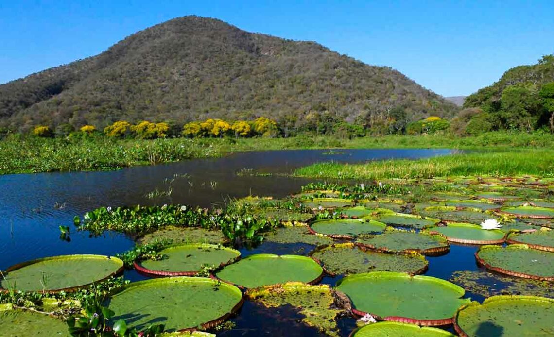 Pantanal