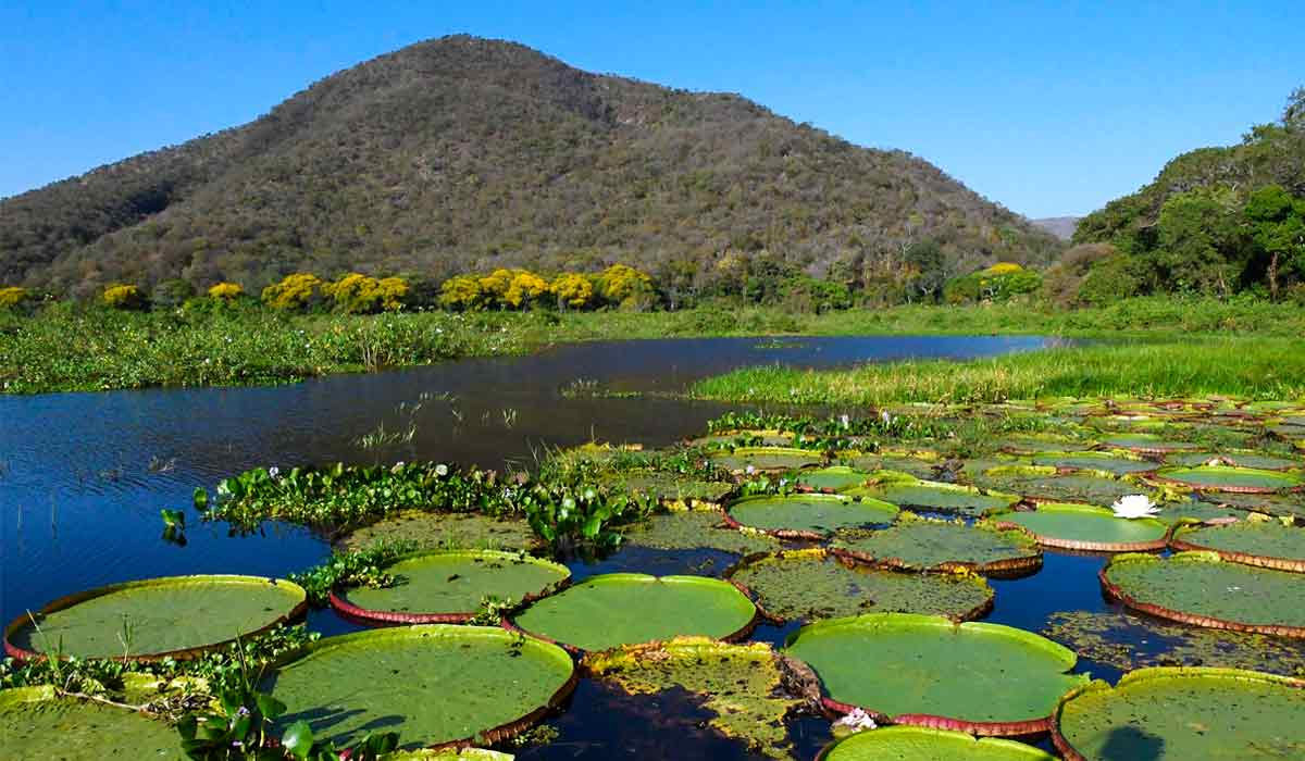 Pantanal