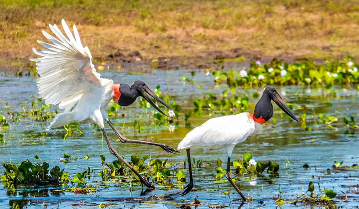 Tuiuiu (Jabiru mycteria), ave símbolo do pantanal