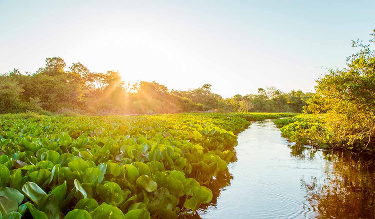 Área alagada do pantanal