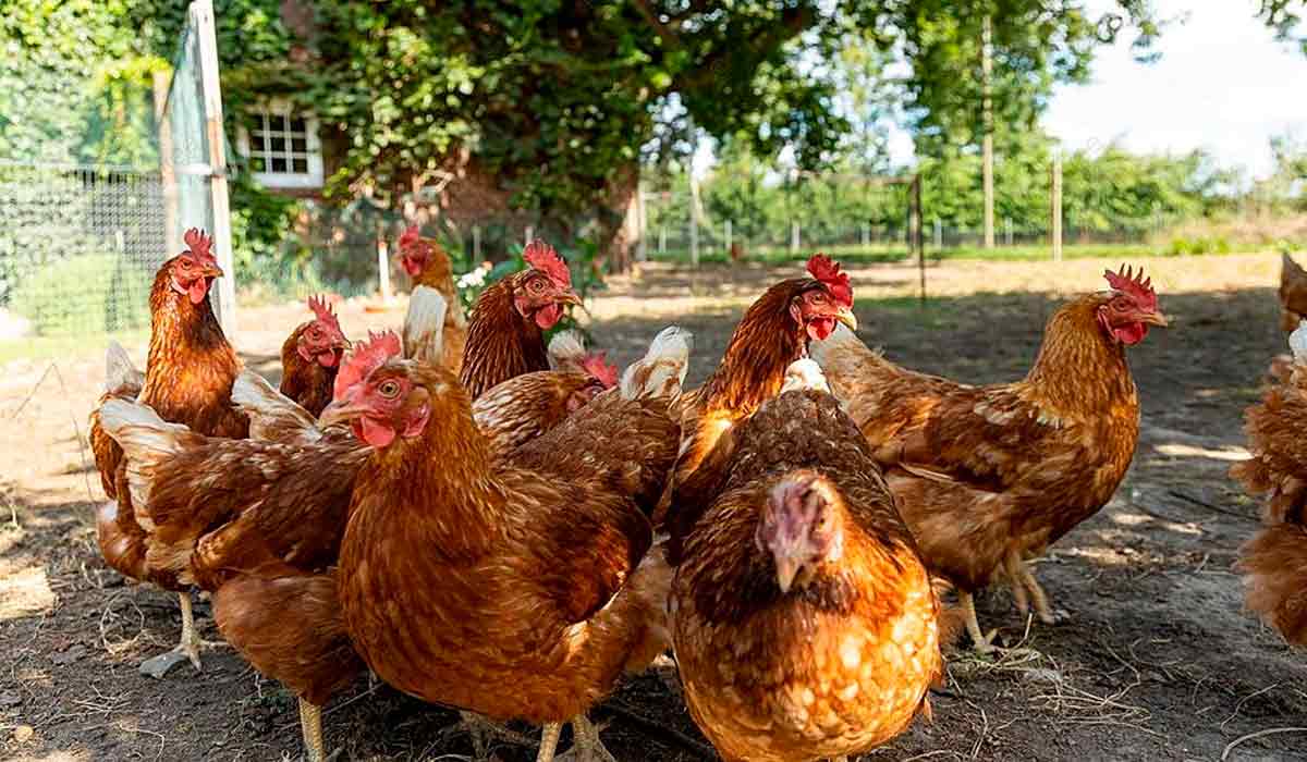 Galinhas criadas no sistema orgânico