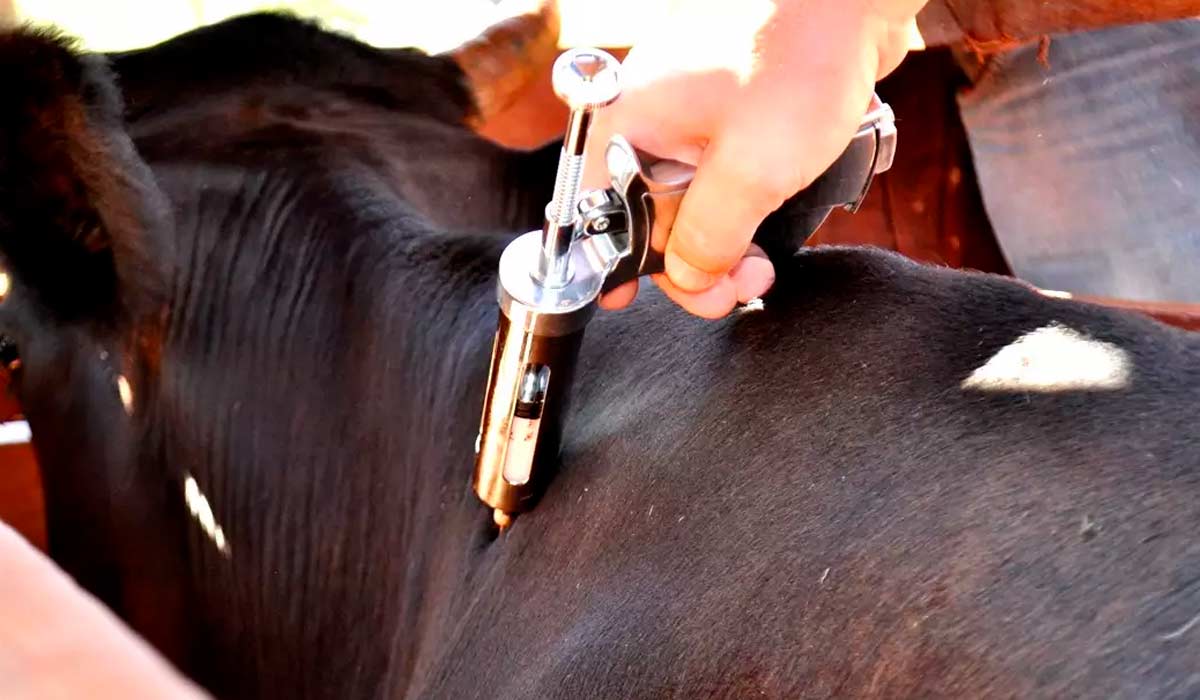 O manejo sanitário preventivo com vacinas obrigatórias é permitido no sistema de produção orgânico