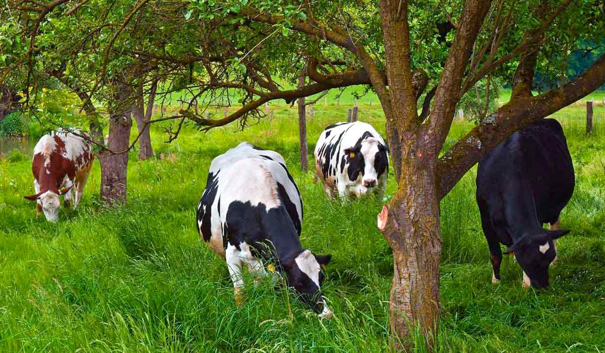 Bovinos em área de pastagem sombreada