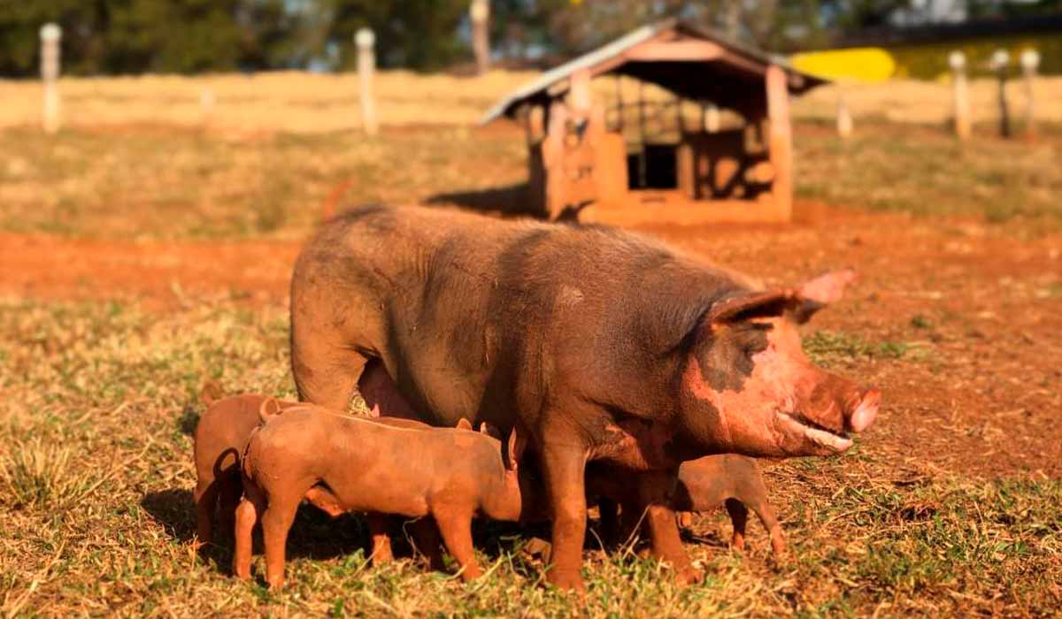 Suínos em sistema orgânico