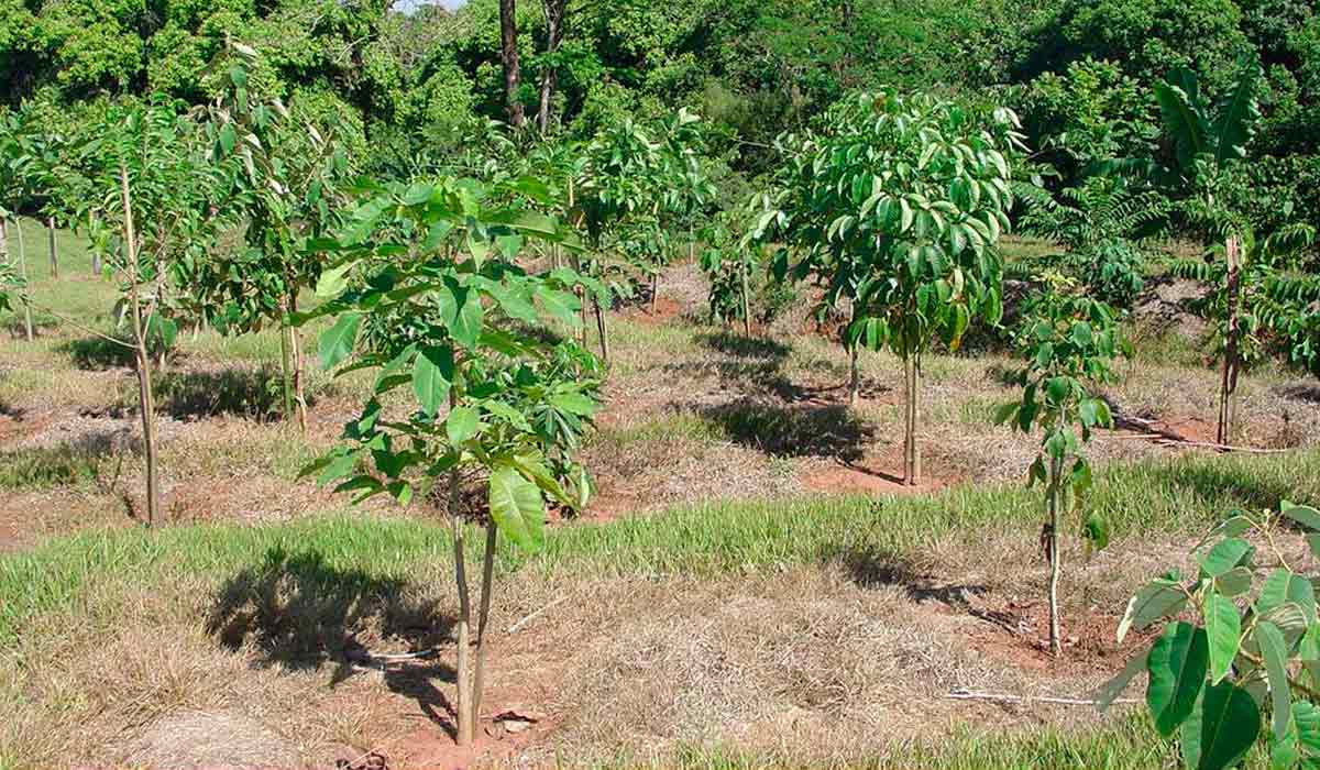 Área sendo regenerada com mudas nativas