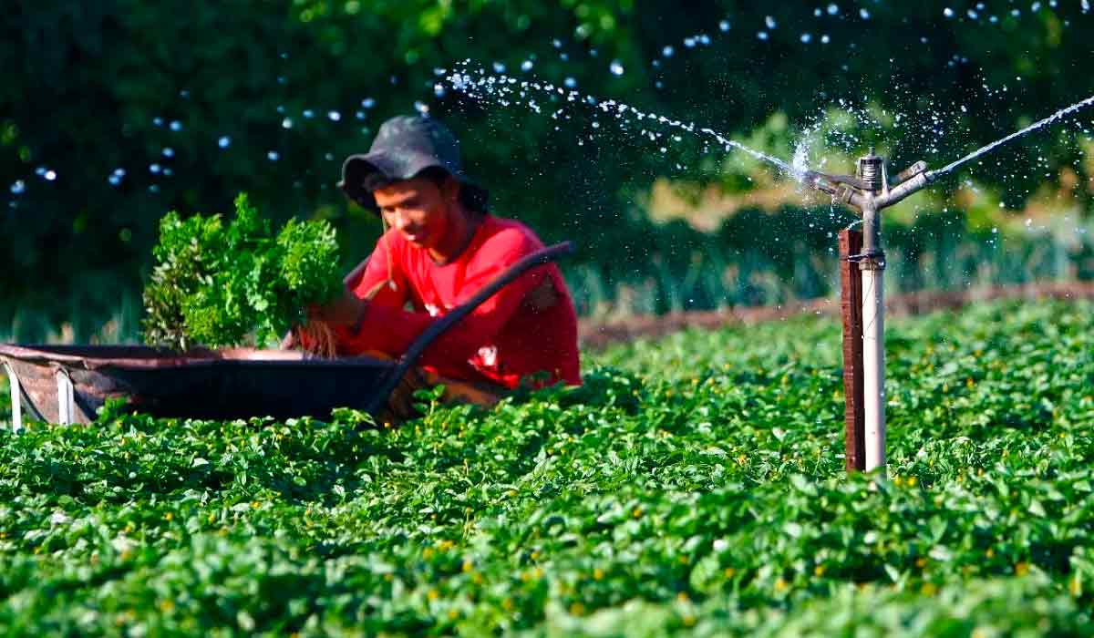 Agricultura irrigada