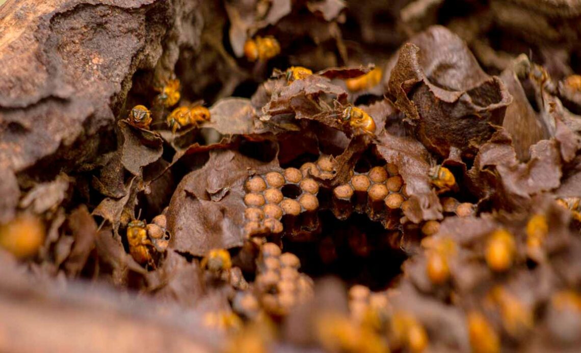 Colônia de abelhas sem ferrão