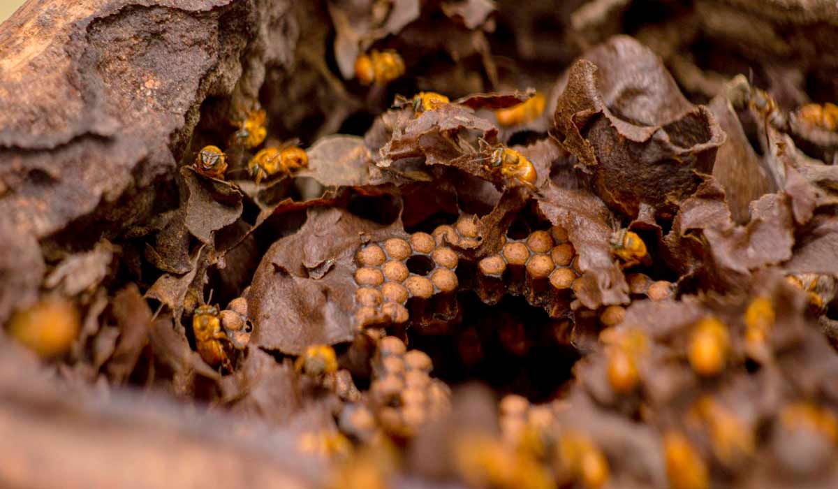 Colônia de abelhas sem ferrão