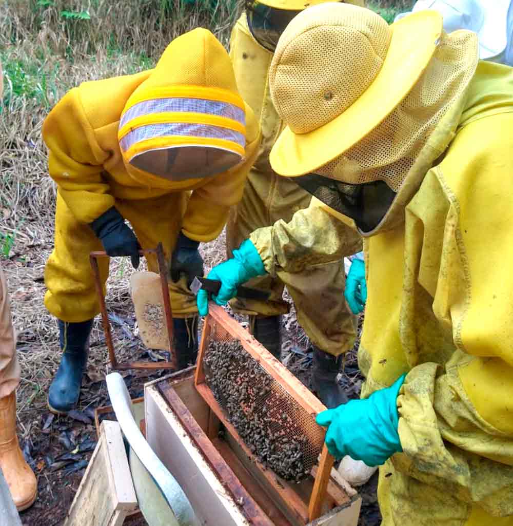 Momento do curso de inspeção de uma colônia de Apis melifera